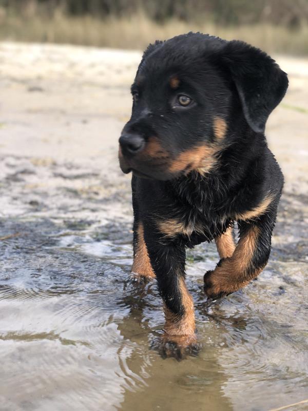 /Images/uploads/MidAmerica Rottweiler Rescue/adoptarottphotocontest/entries/10352thumb.jpg